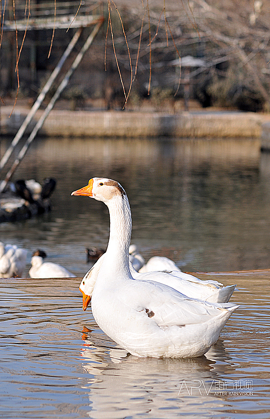 没事干~~噹类个噹~~~（图ZMjI4OTExNg==） - 风光摄影 - 站酷设计师ARV雨后视觉原创素材 - 站酷ZCOOL