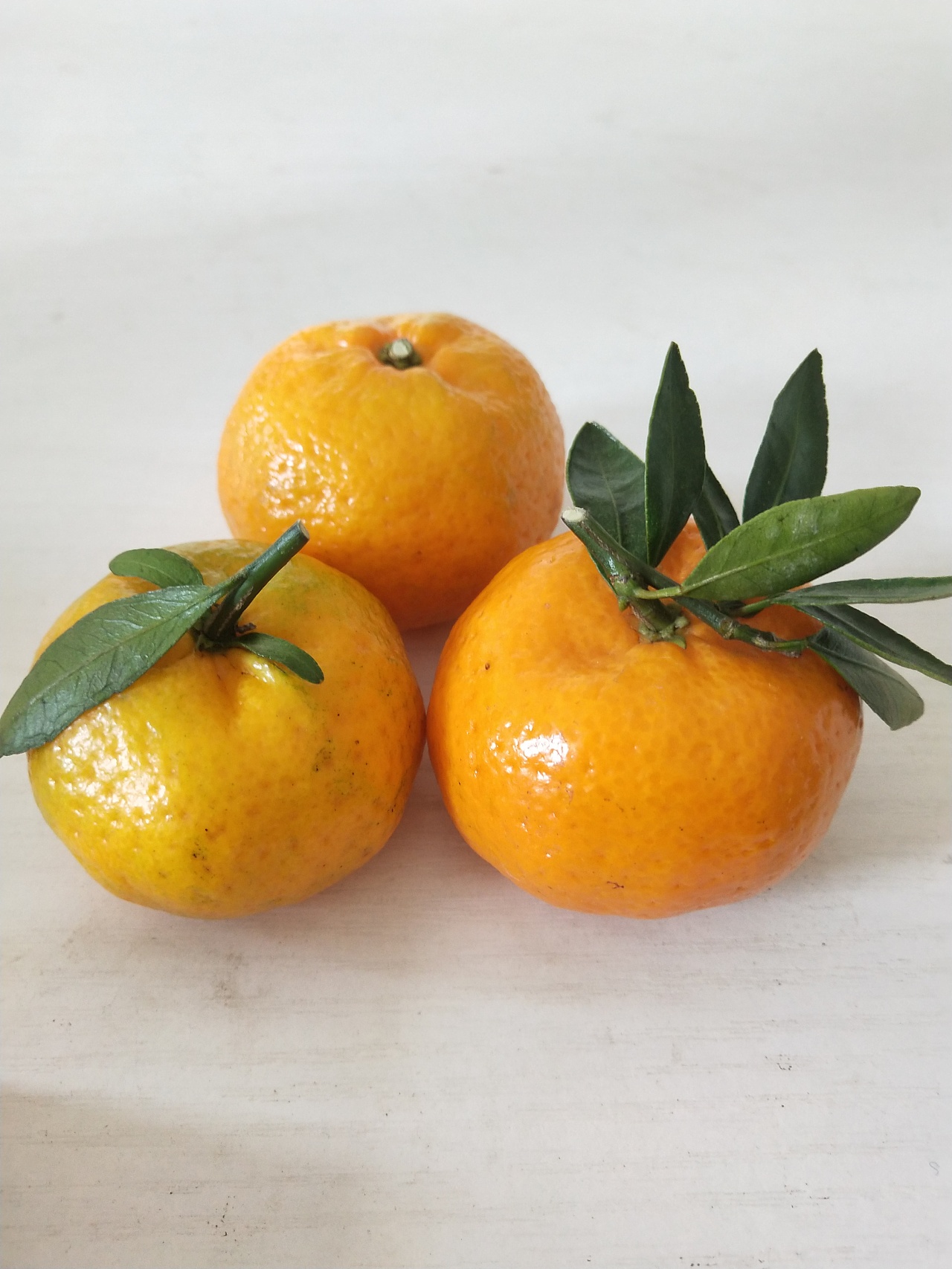 沃柑 桔子丑橘爱媛38果冻橙生鲜拍摄水果拍摄土特产|摄影|产品|迪芃摄影 - 原创作品 - 站酷 (ZCOOL)