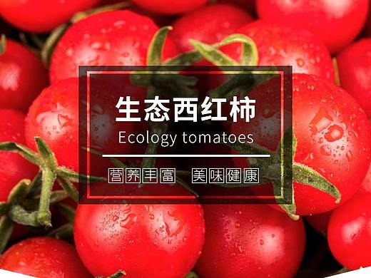西红柿水果详情