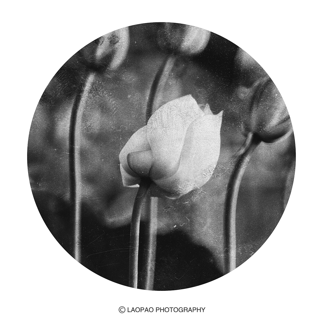 景，荷（图ZMjExNTk1MzY0） - 人文/纪实摄影 - 站酷设计师老炮叔叔原创素材 - 站酷ZCOOL