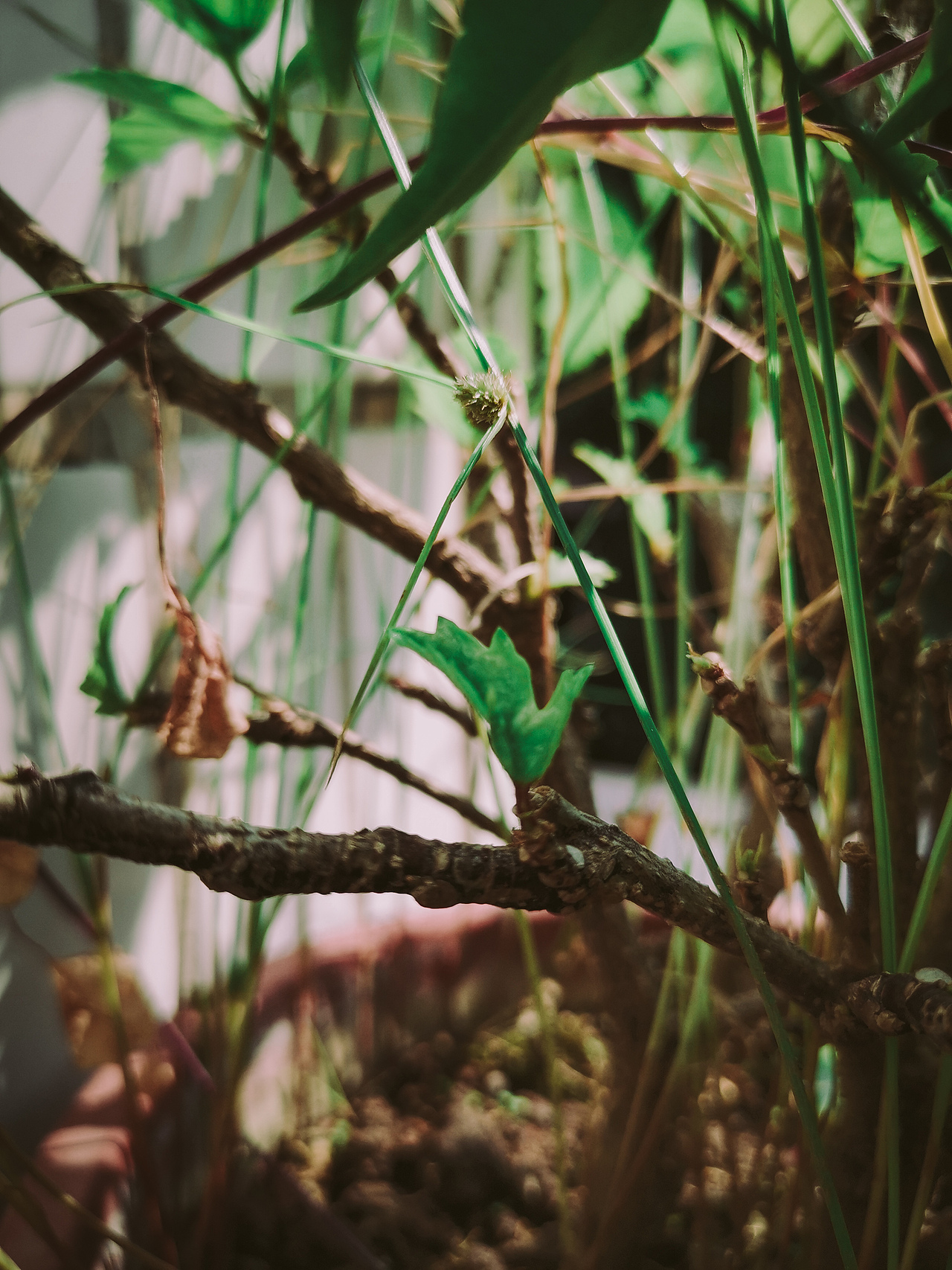【手机摄影】客串日系老法师