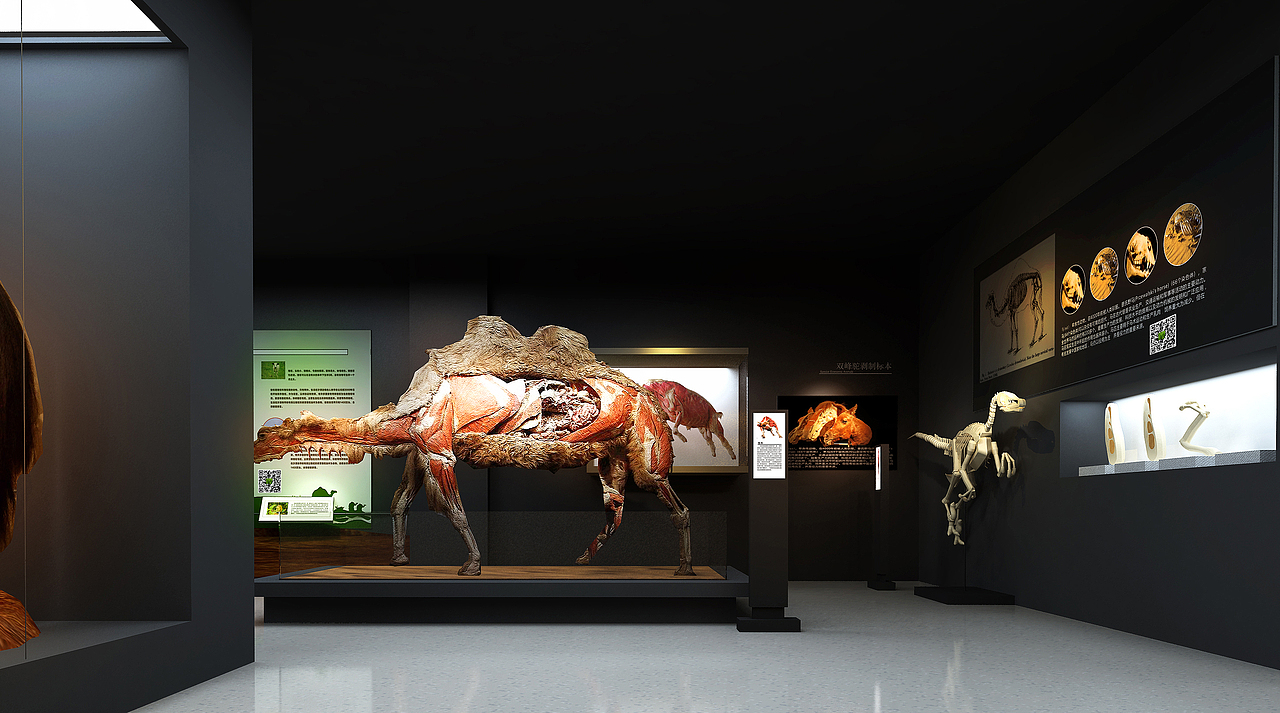 甘肃农业大学里边的一个标本馆（图ZMTM1OTEwMjg0） - 展陈设计 - 站酷设计师王伟彬原创素材 - 站酷ZCOOL