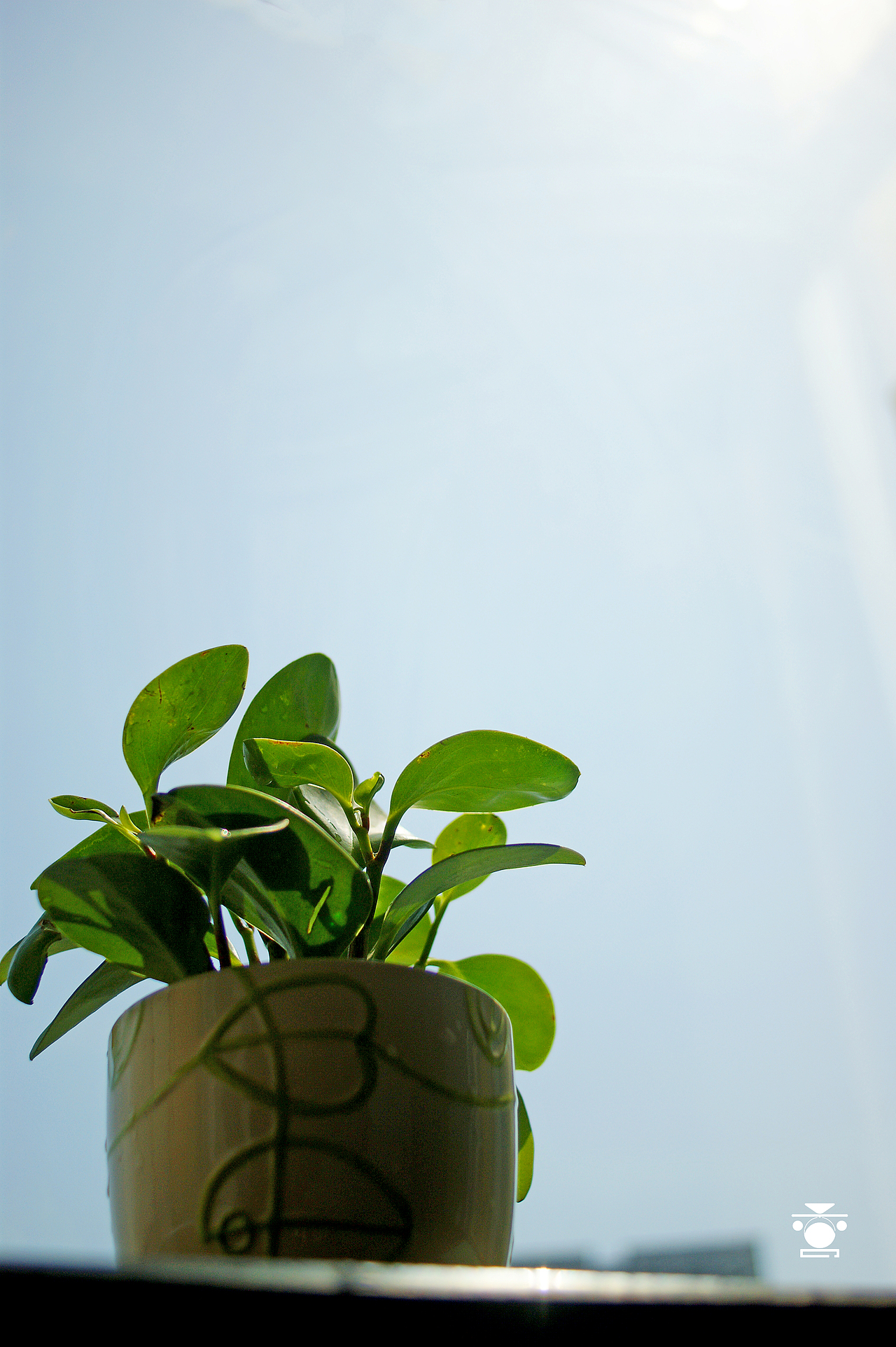 一盆绿植,暖洋洋的。