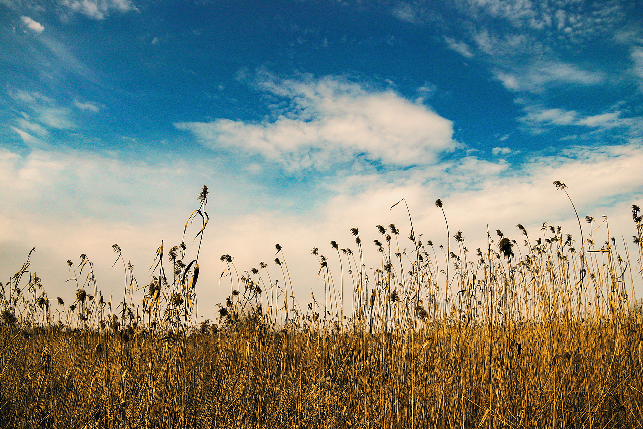 芦苇与天空（图ZMTM4MjczNDA0） - 风光摄影 - 站酷设计师14MBBM原创素材 - 站酷ZCOOL