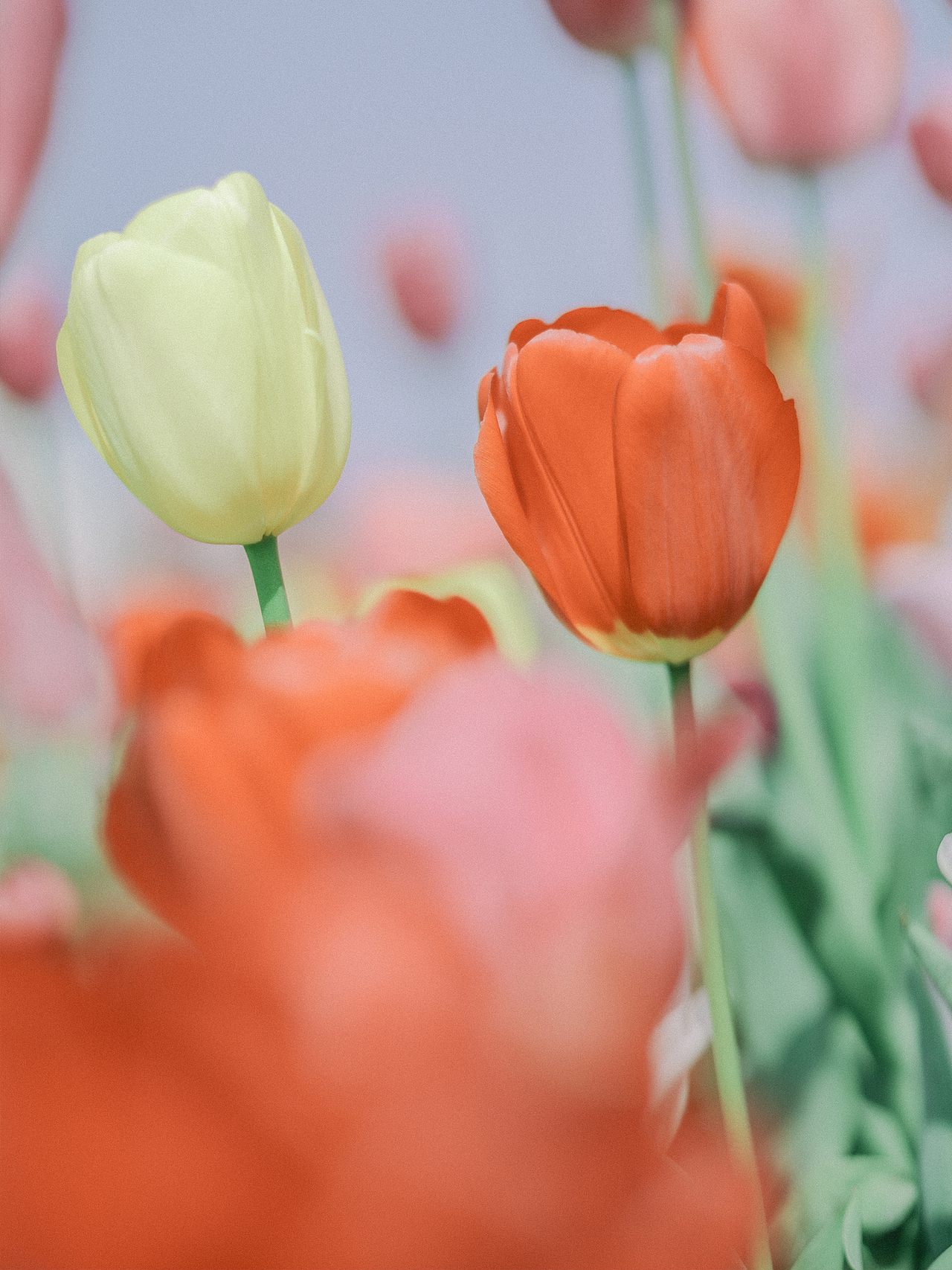 春天,可爱的郁金香