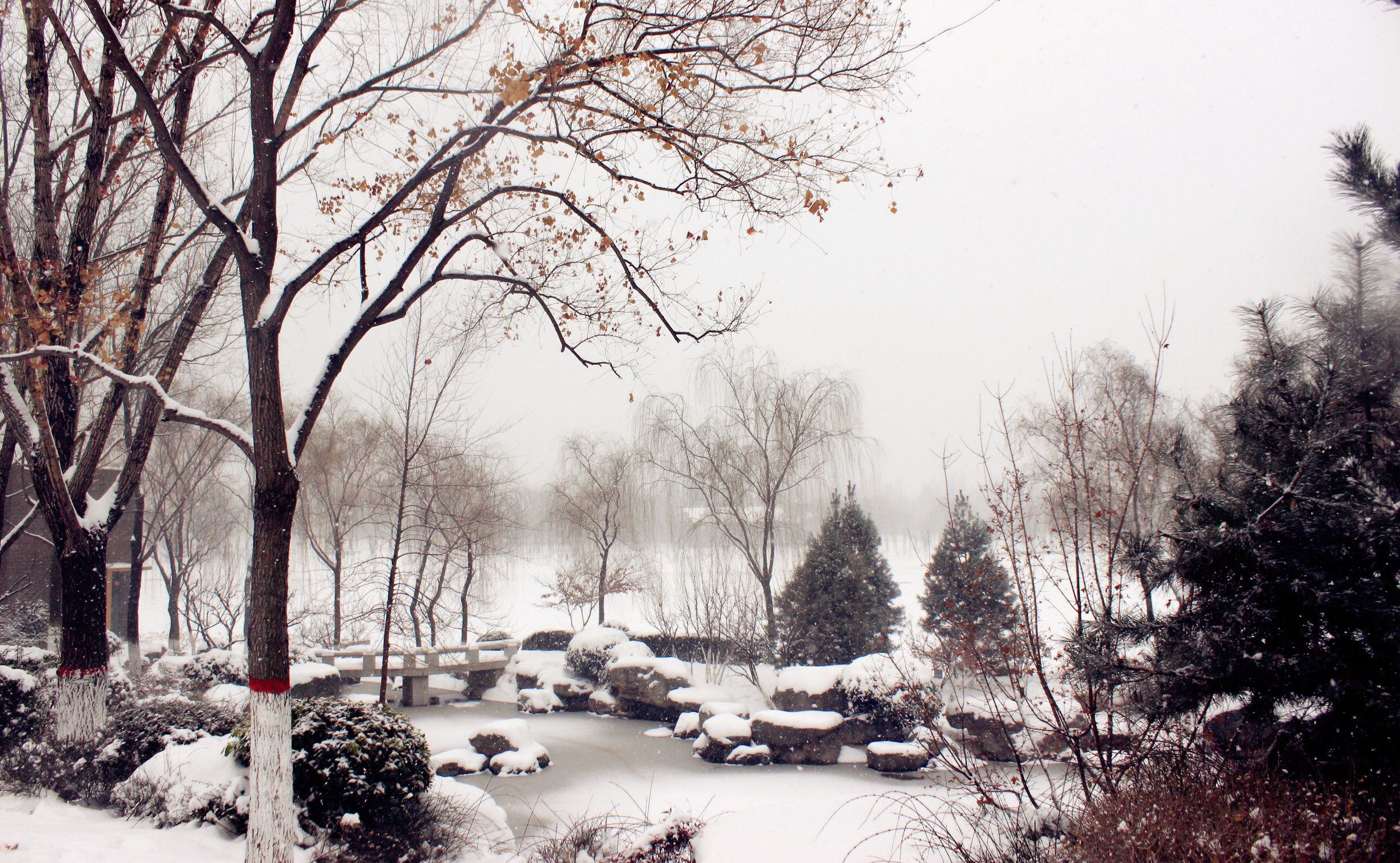 无雪景,不冬天(西安世博园白色风景)