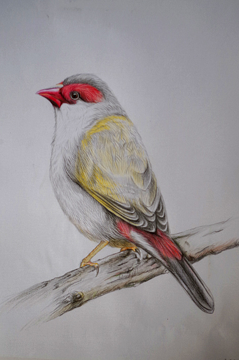 画的一组彩铅鸟类,你认识几种|纯艺术|绘画|冰枫设计人 - 原创作品