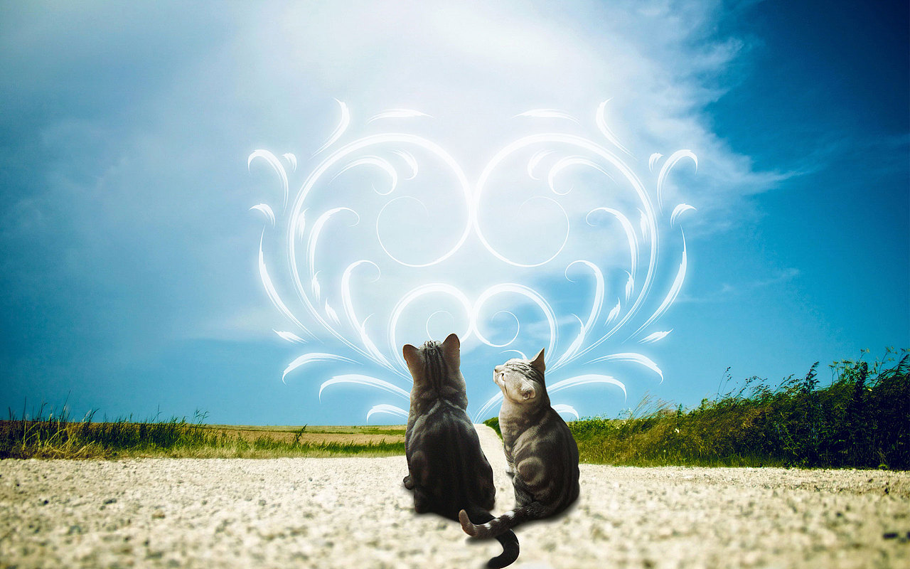 猫咪名叫米粒儿,很可人的小猫,这幅里的两只猫都是米粒儿,p在了一起