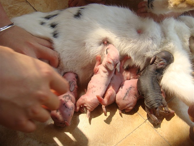 生宝宝啦,五只可爱的小兔子