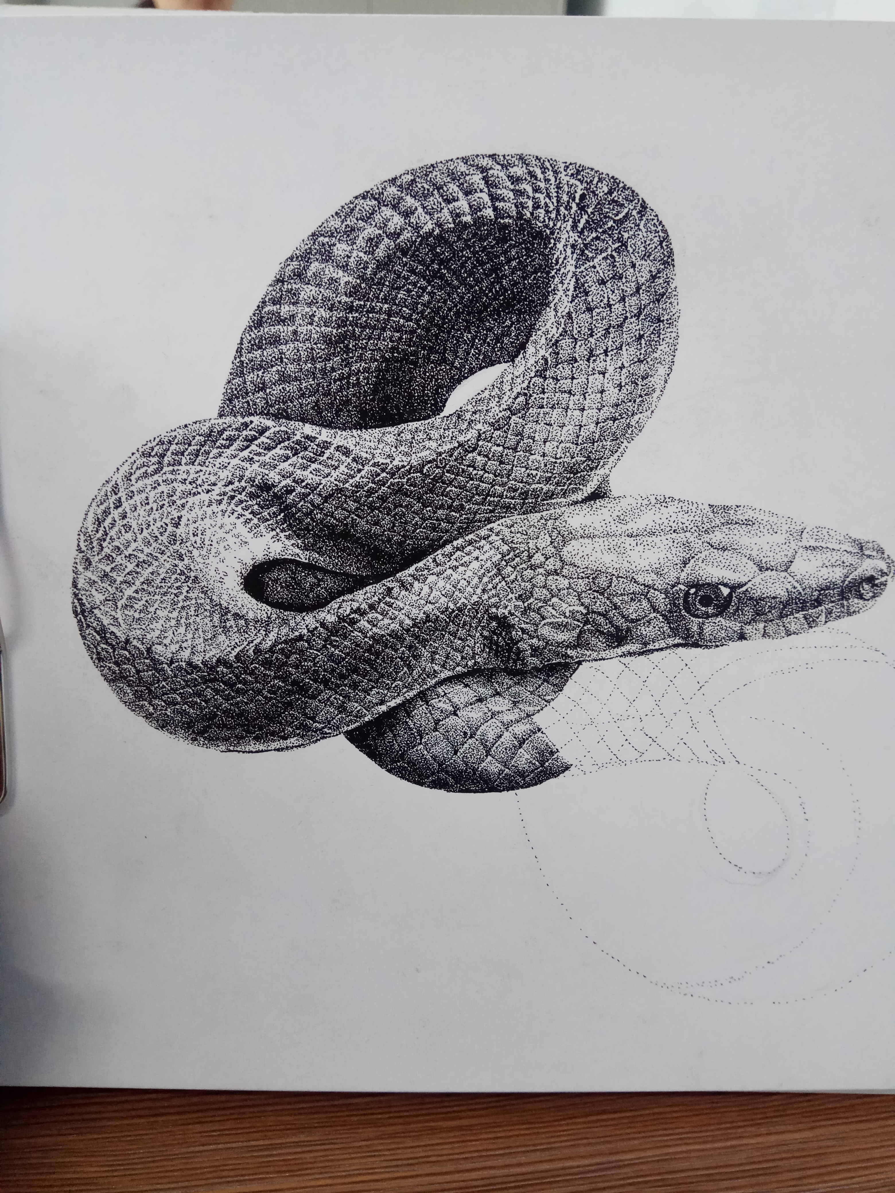 盘蛇素描图片