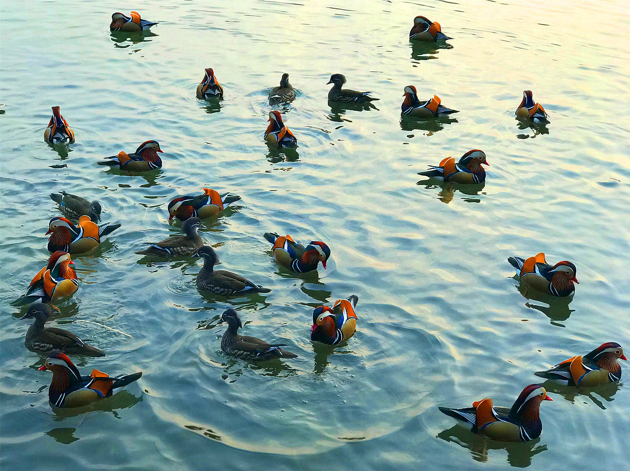 刘勇良摄影作品鸳鸯戏水系列选登