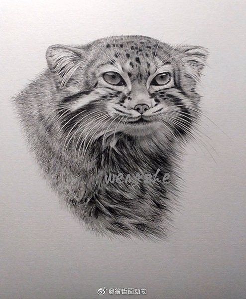 中国三种野生猫科动物（图ZMTU3NTQ0Mzky） - 绘画 - 站酷设计师翁哲画动物原创素材 - 站酷ZCOOL