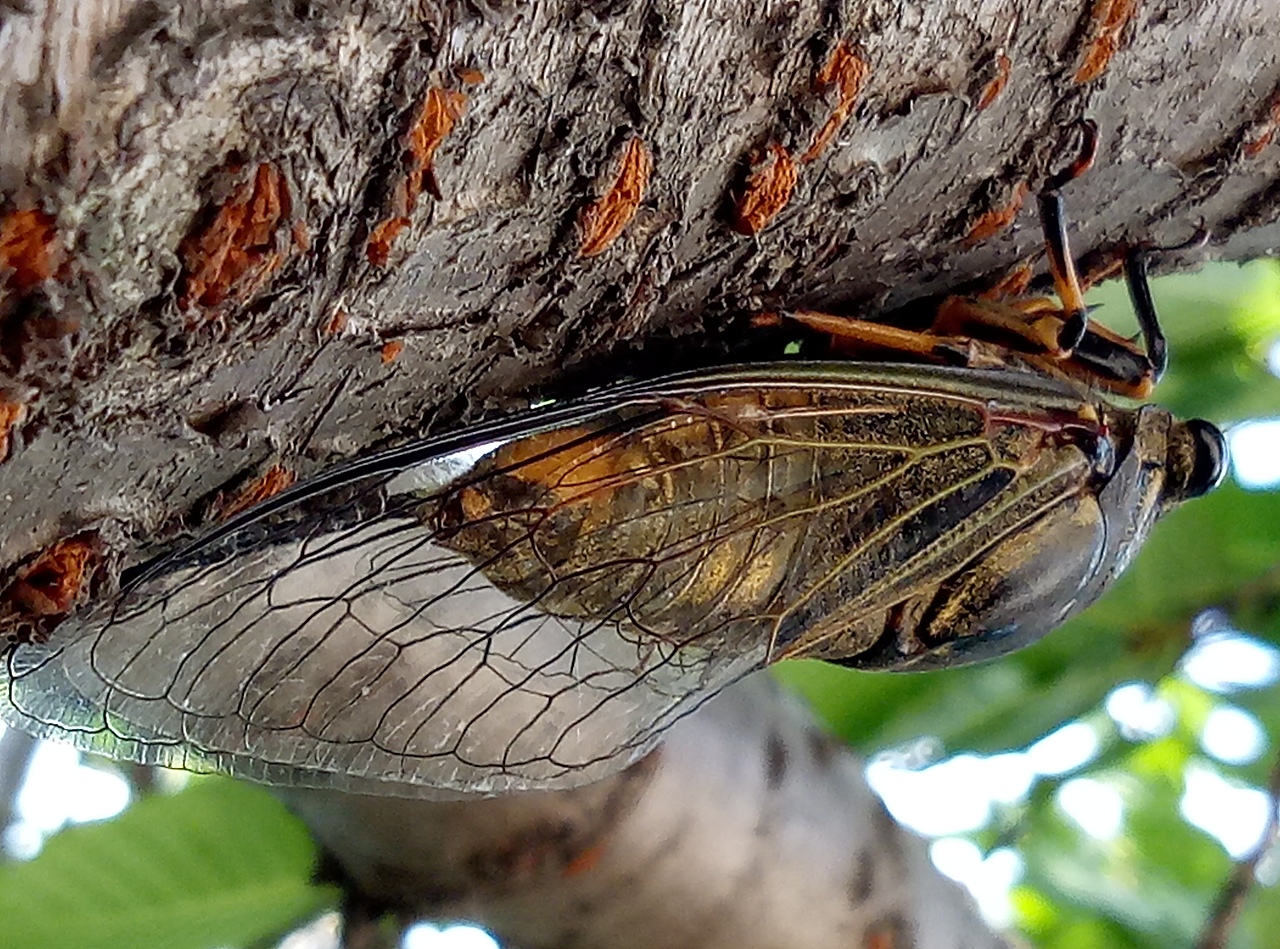 秋天的蝉在叫（图ZMTIxMzQ4NDc2） - 宠物摄影 - 站酷设计师Z16605228原创素材 - 站酷ZCOOL