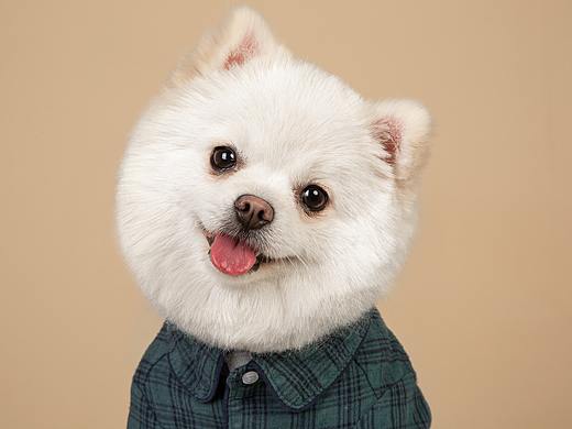 【動物照相館】博美
