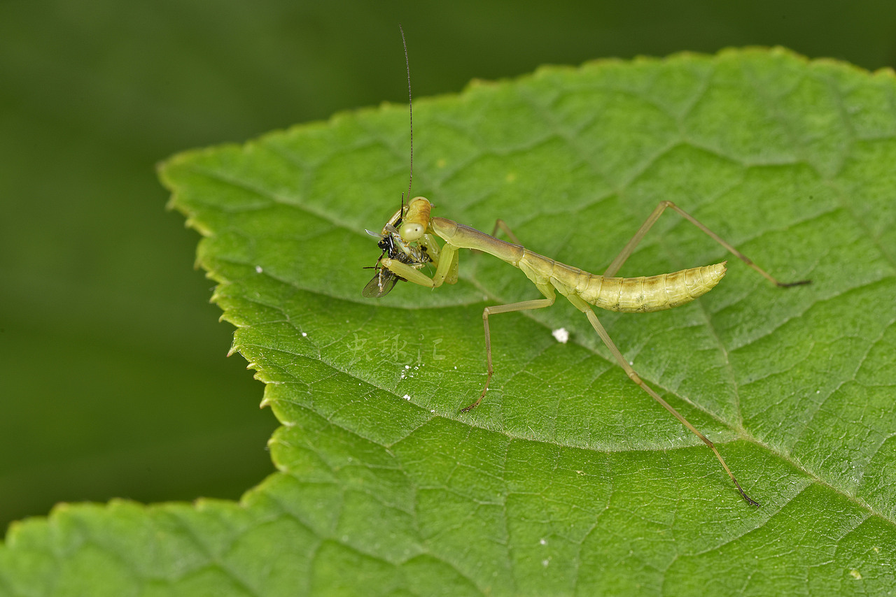 螳螂捕食