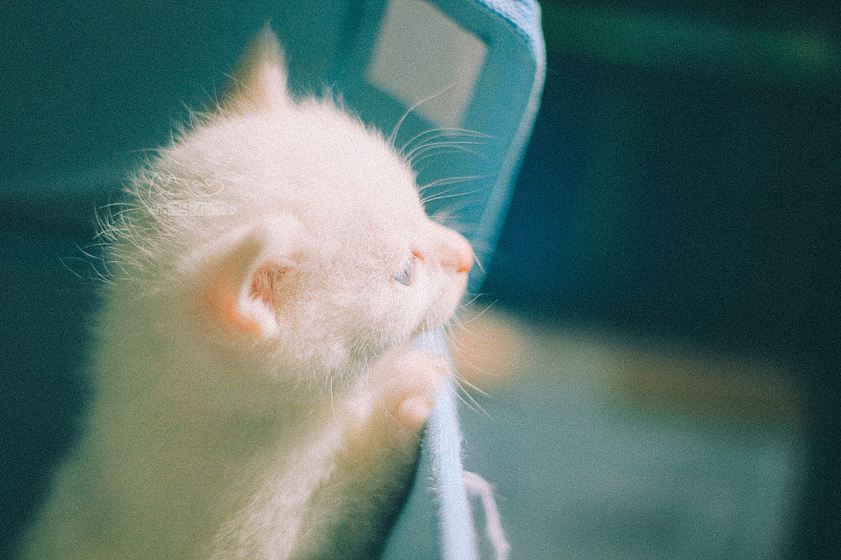 那年初夏,我让一窝雪白小妖精给着了魔