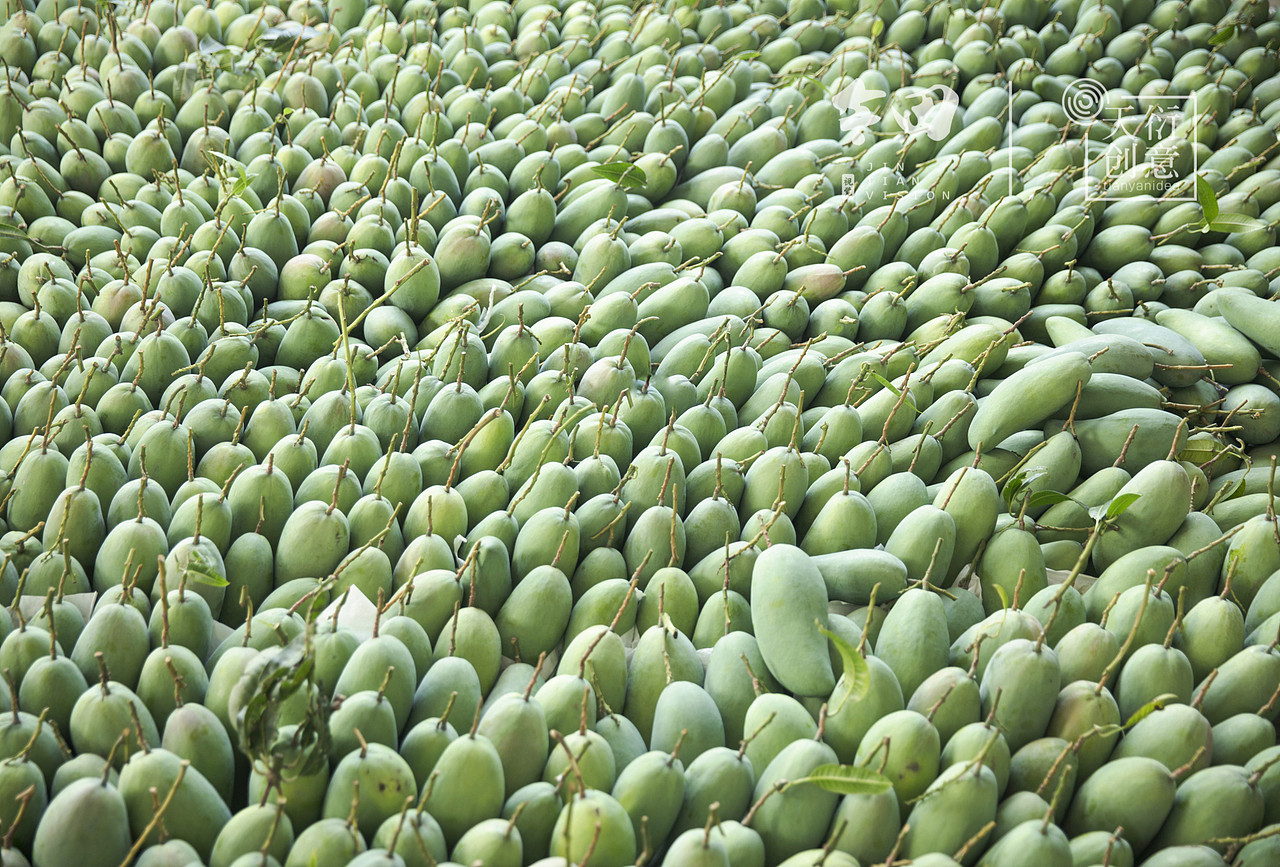 攀枝花的芒果熟了（图ZMTIzNTkxMjAw） - 产品摄影 - 站酷设计师天衍创意原创素材 - 站酷ZCOOL