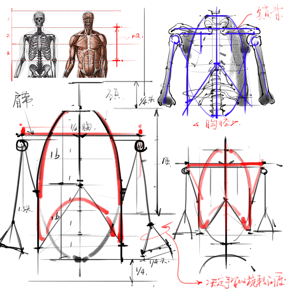 「素材」分享一波绘画专用人体解剖素材 part 01