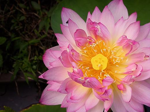 自己种的小荷花（个人主页-ZMzgxOTIyMDA=） - 人文/纪实摄影 - 站酷设计师天牧清风原创素材 - 站酷ZCOOL