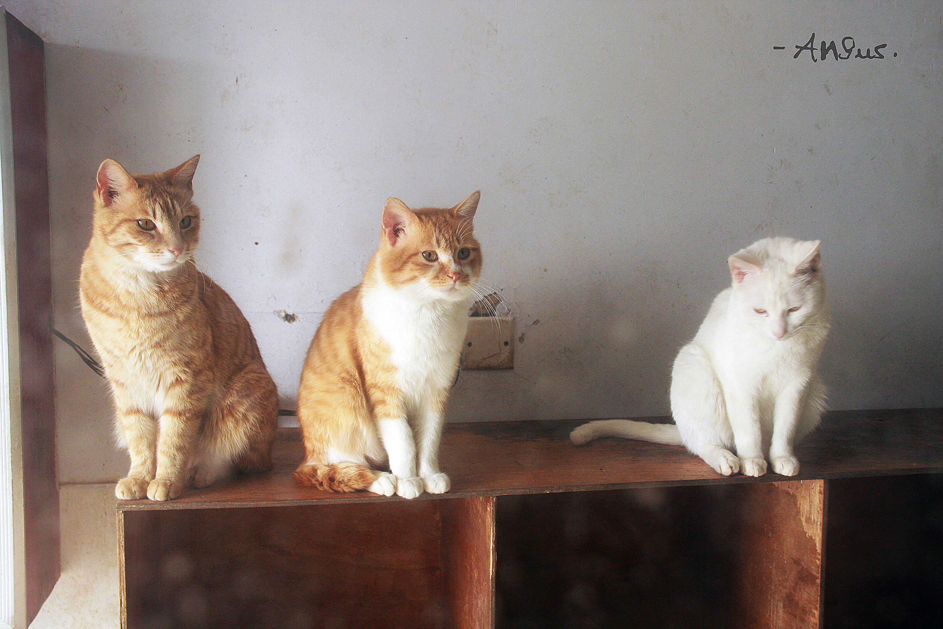 【可怜的实验猫···】|摄影|动物|裴华安Angus - 原创作品 - 站酷 (ZCOOL)