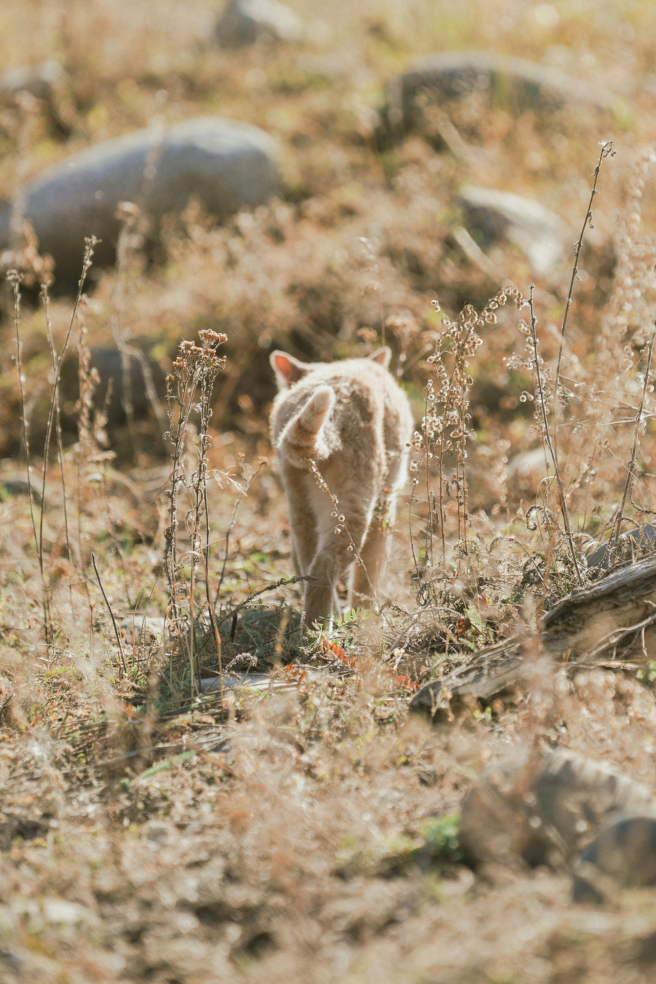 北疆喀纳斯禾木乡之旅（图ZMzE1NTgwNTg0） - 人文/纪实摄影 - 站酷设计师拾光朝圣者原创素材 - 站酷ZCOOL