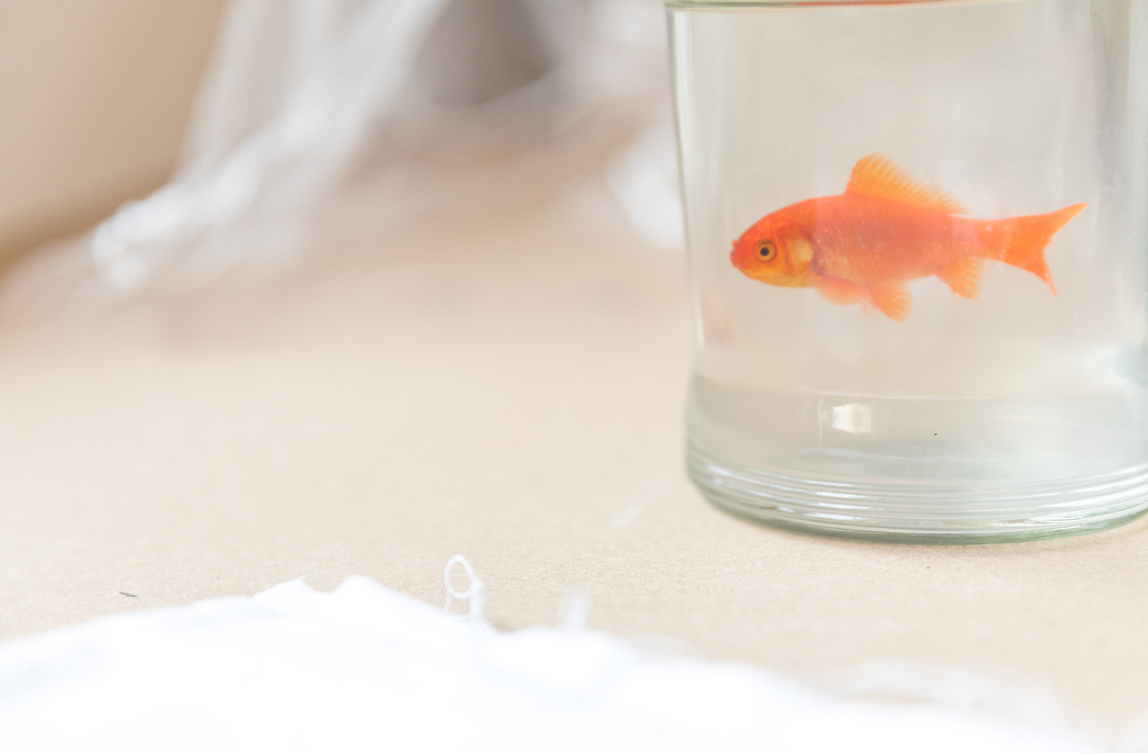 静物摄影——插花（图ZMTUzMTU1NzY4） - 产品摄影 - 站酷设计师酱油豆腐脑原创素材 - 站酷ZCOOL