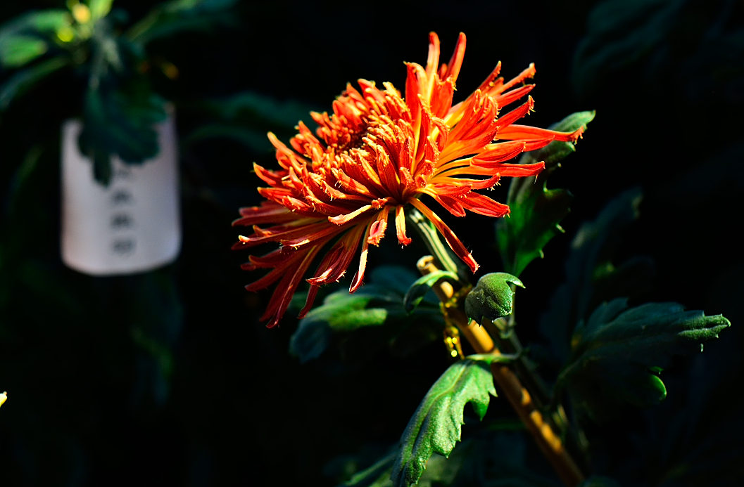 最美菊花韵，淡淡总相随（图ZMTIwNDk5NTI=） - 风光摄影 - 站酷设计师Echolhy原创素材 - 站酷ZCOOL