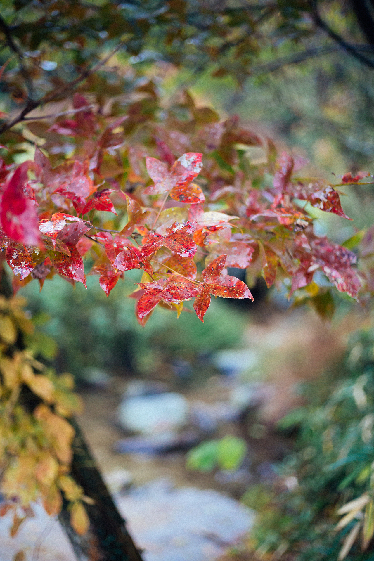 九华山的枫叶（图ZMTg0ODQ2OTAw） - 产品摄影 - 站酷设计师linguifeng原创素材 - 站酷ZCOOL