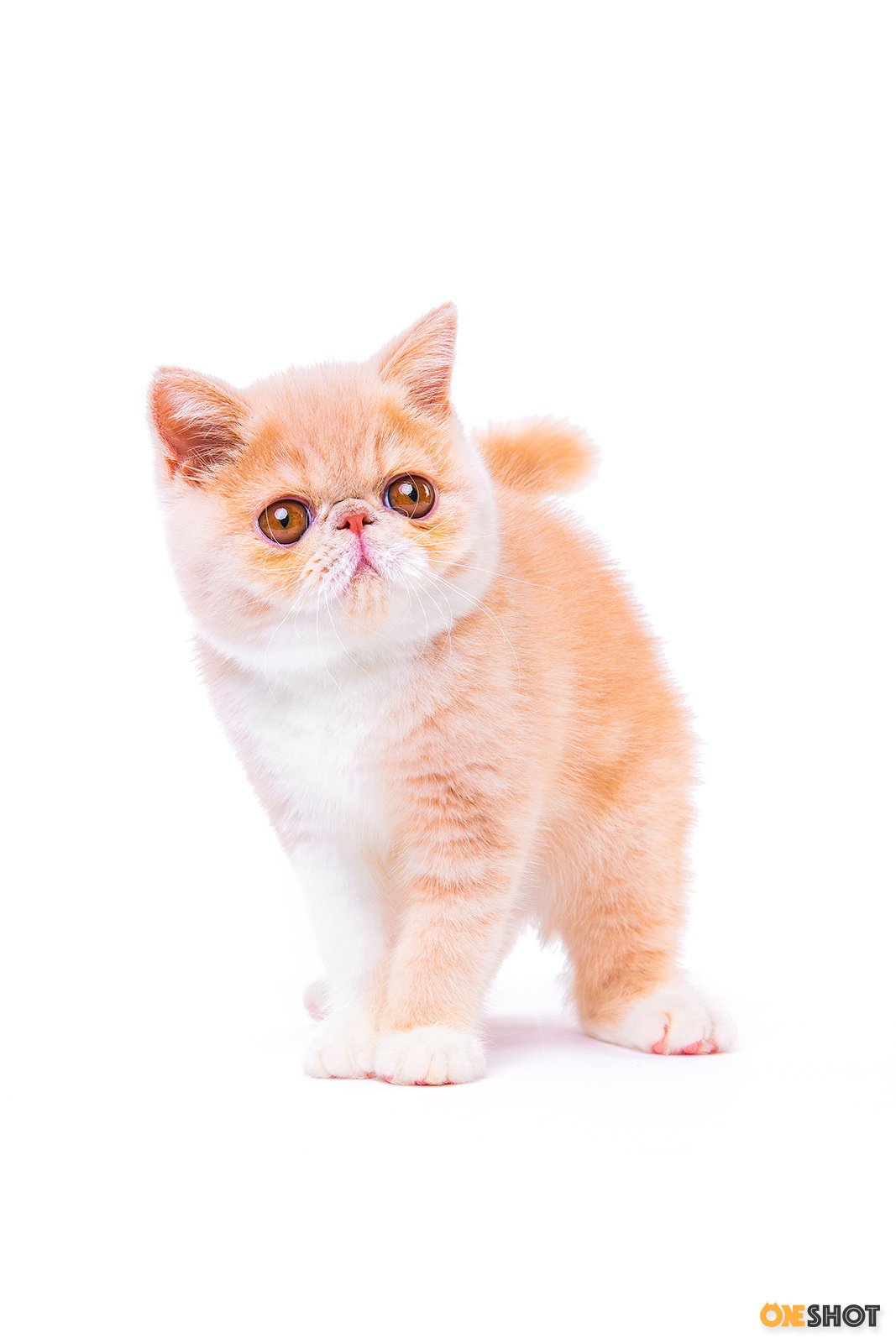 白底证件照-加菲猫(幼/成)|摄影|宠物摄影|wildkay - 原创作品 - 站酷