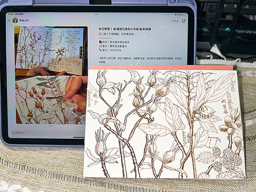 画渣日常🎨一些种子与果实（个人主页-ZNjM1ODgwMzI=） - 绘画 - 站酷设计师璐梦游原创素材 - 站酷ZCOOL