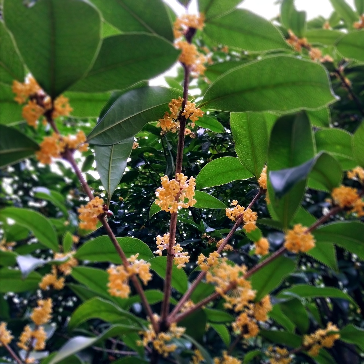 秋初的成贤（图ZOTM2NTg0NDA=） - 风光摄影 - 站酷设计师赵乾巽原创素材 - 站酷ZCOOL