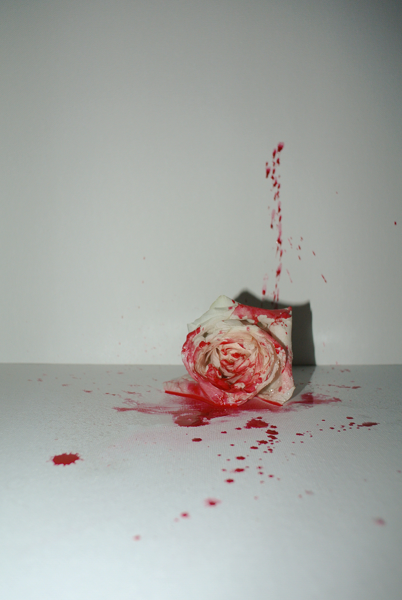 「WHITE BLOOD」拟人花 “花也有性格”花卉摄影（图ZMjAxNTE4NjAw） - 产品摄影 - 站酷设计师聚丙烯缓释胶囊原创素材 - 站酷ZCOOL