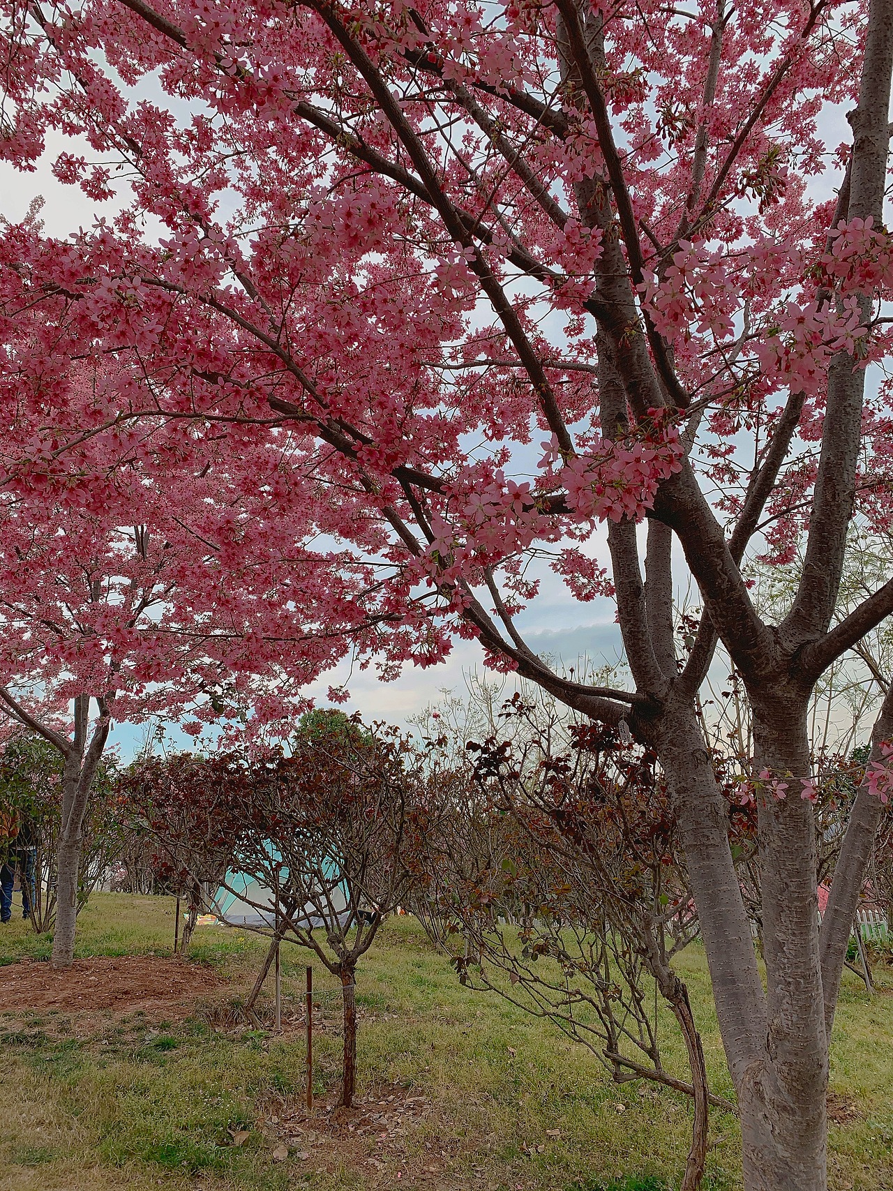 樱花盛开（图ZMjQzMjA3ODY0） - 人像摄影 - 站酷设计师Crystal11gao原创素材 - 站酷ZCOOL