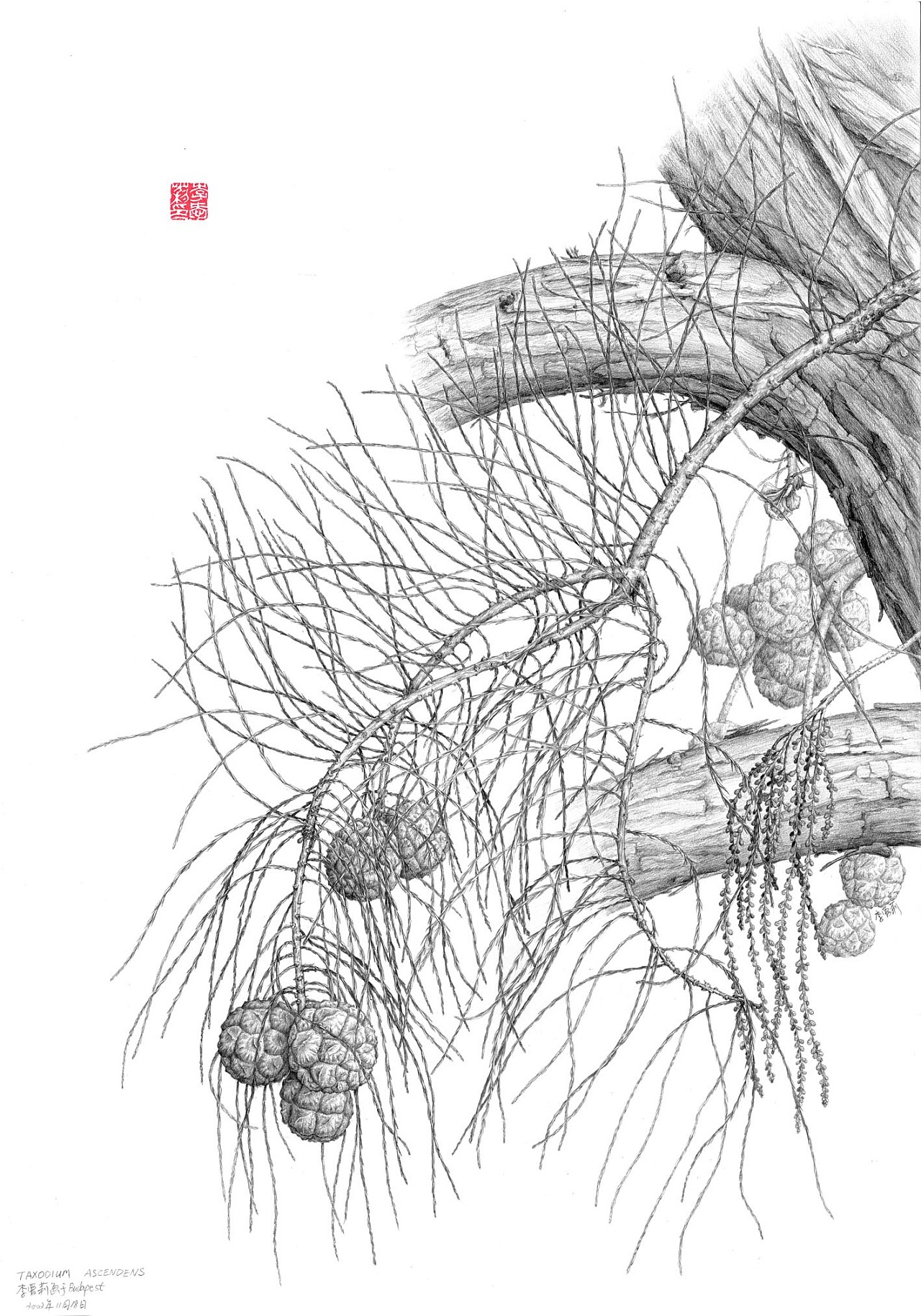 柳杉cryptomeria japonica