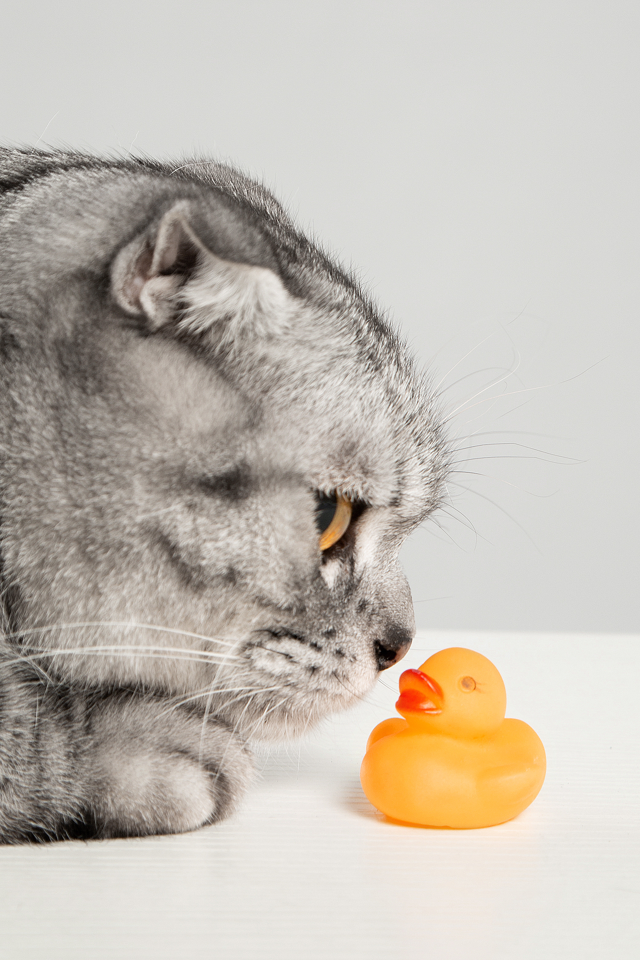 【動物照相館】美短