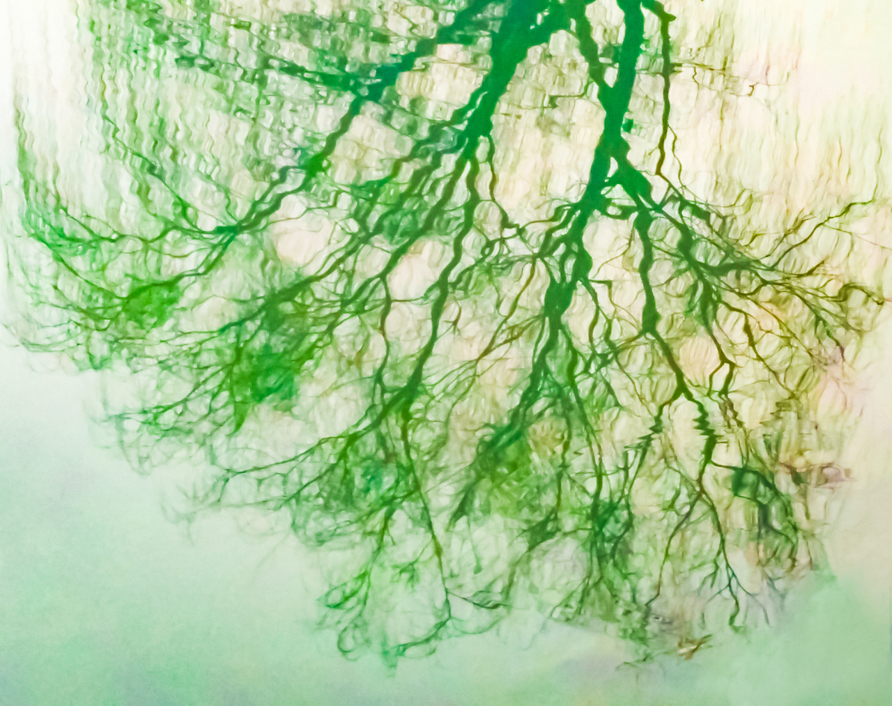 Green in the water（图ZODUwODAzODA=） - 风光摄影 - 站酷设计师symmails原创素材 - 站酷ZCOOL