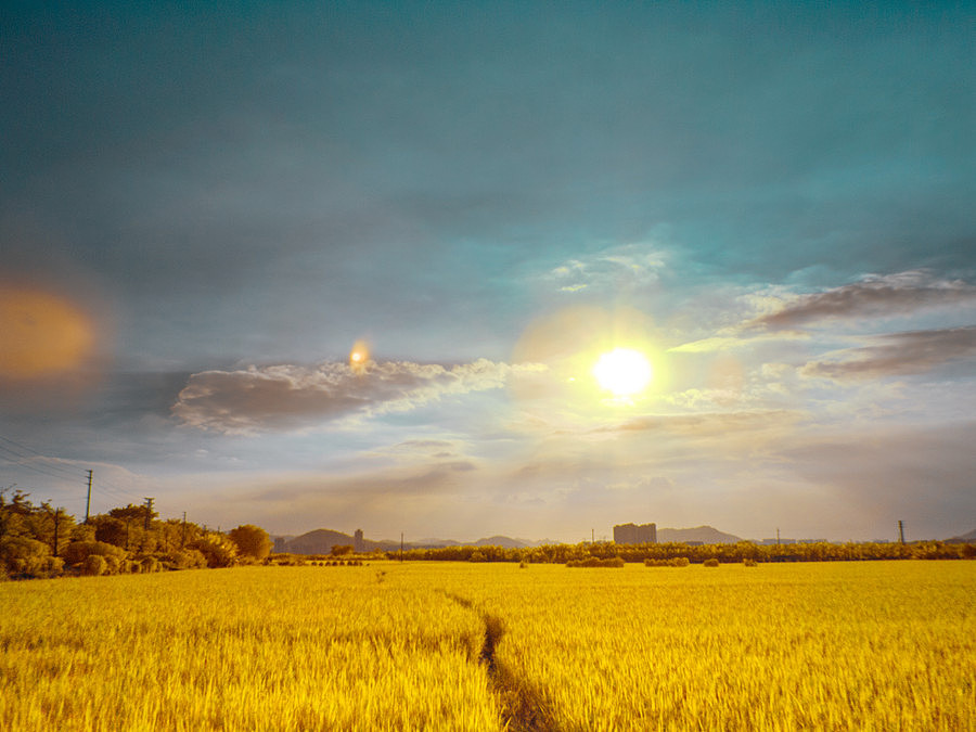 稻田成熟时期（图ZNjAxNDA1MTI=） - 风光摄影 - 站酷设计师janction原创素材 - 站酷ZCOOL