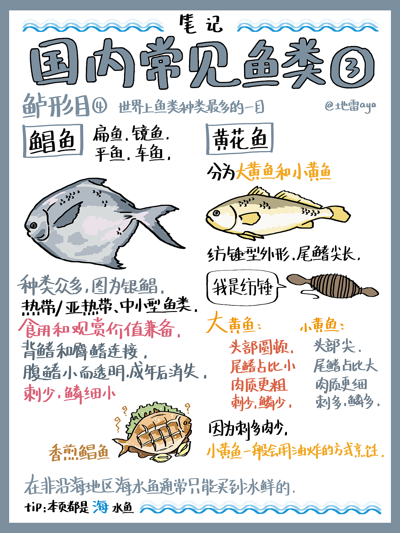 食物笔记–海鲜常见吃的鱼！（图ZMjg3MzQyOTY0） - 创作习作 - 站酷设计师地雷aya原创素材 - 站酷ZCOOL