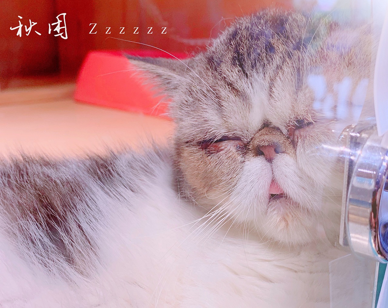 萌宠（图ZMTc0NzkyNjY0） - 宠物摄影 - 站酷设计师Z90140034原创素材 - 站酷ZCOOL
