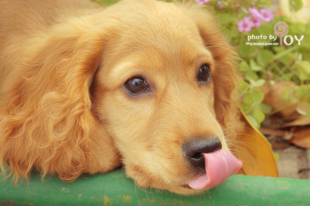 可卡犬 超乖超可爱（图ZMzIxOTg0OA==） - 宠物摄影 - 站酷设计师欧阳鹏杰_OY原创素材 - 站酷ZCOOL