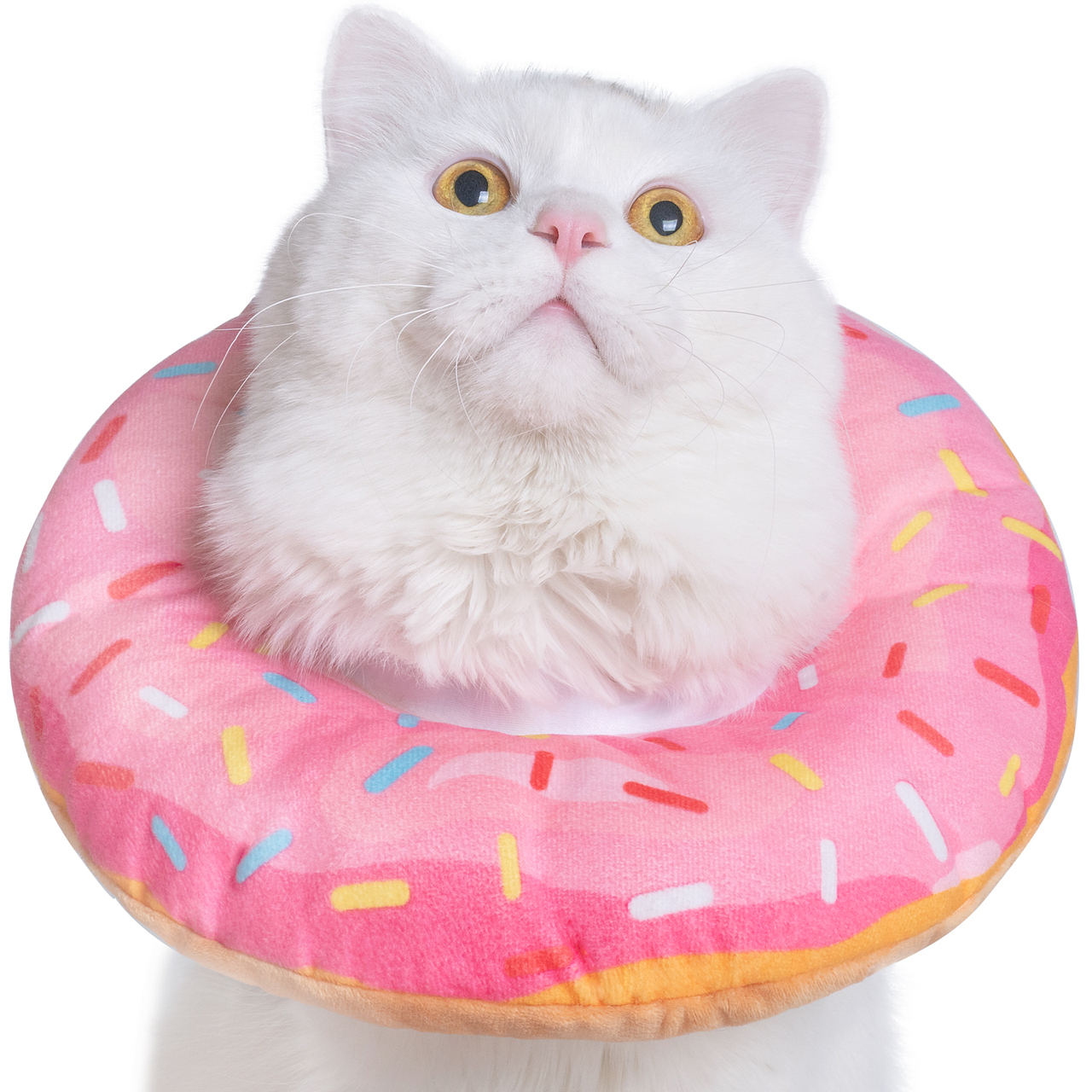 宠物伊丽莎白圈摄影 I 猫咪用品亚马逊设计精修排版