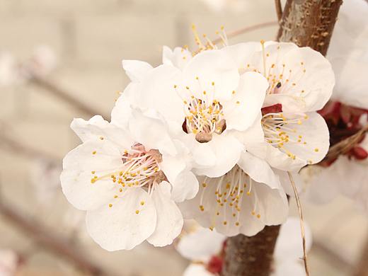 拍杏花