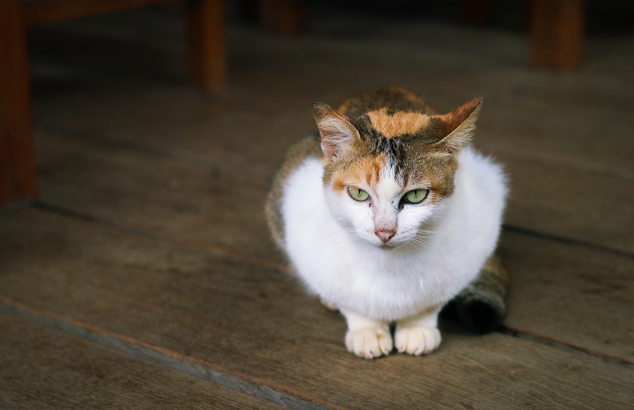 泰国小姐姐(调色系)