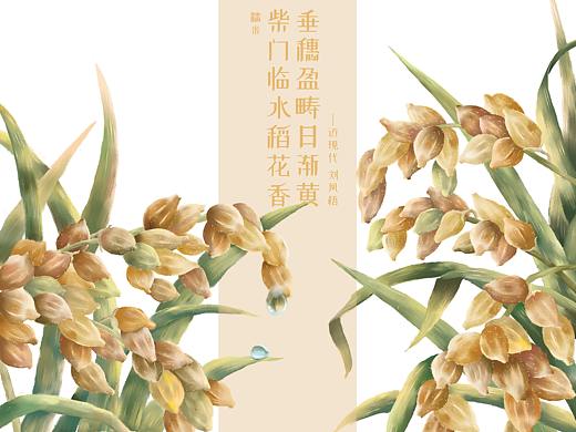 糯米/黑米包装插画