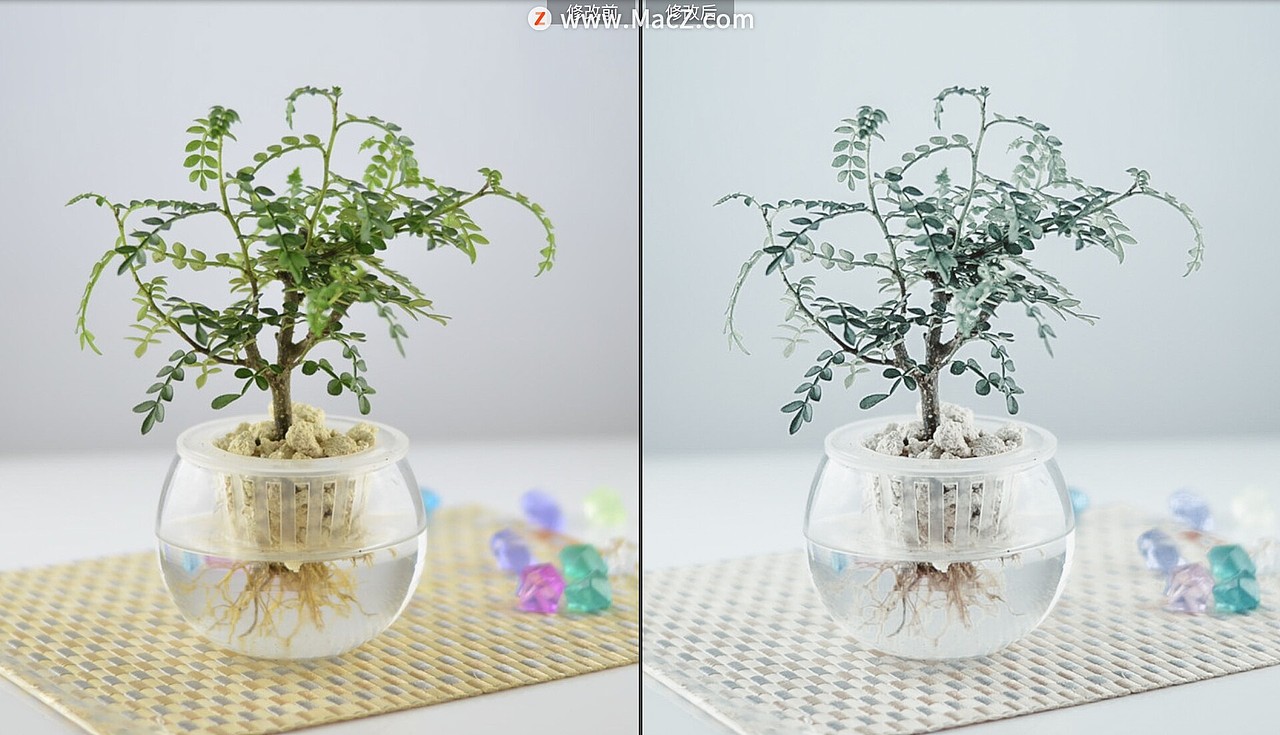 自然植物花卉盆栽摄影Lr预设
