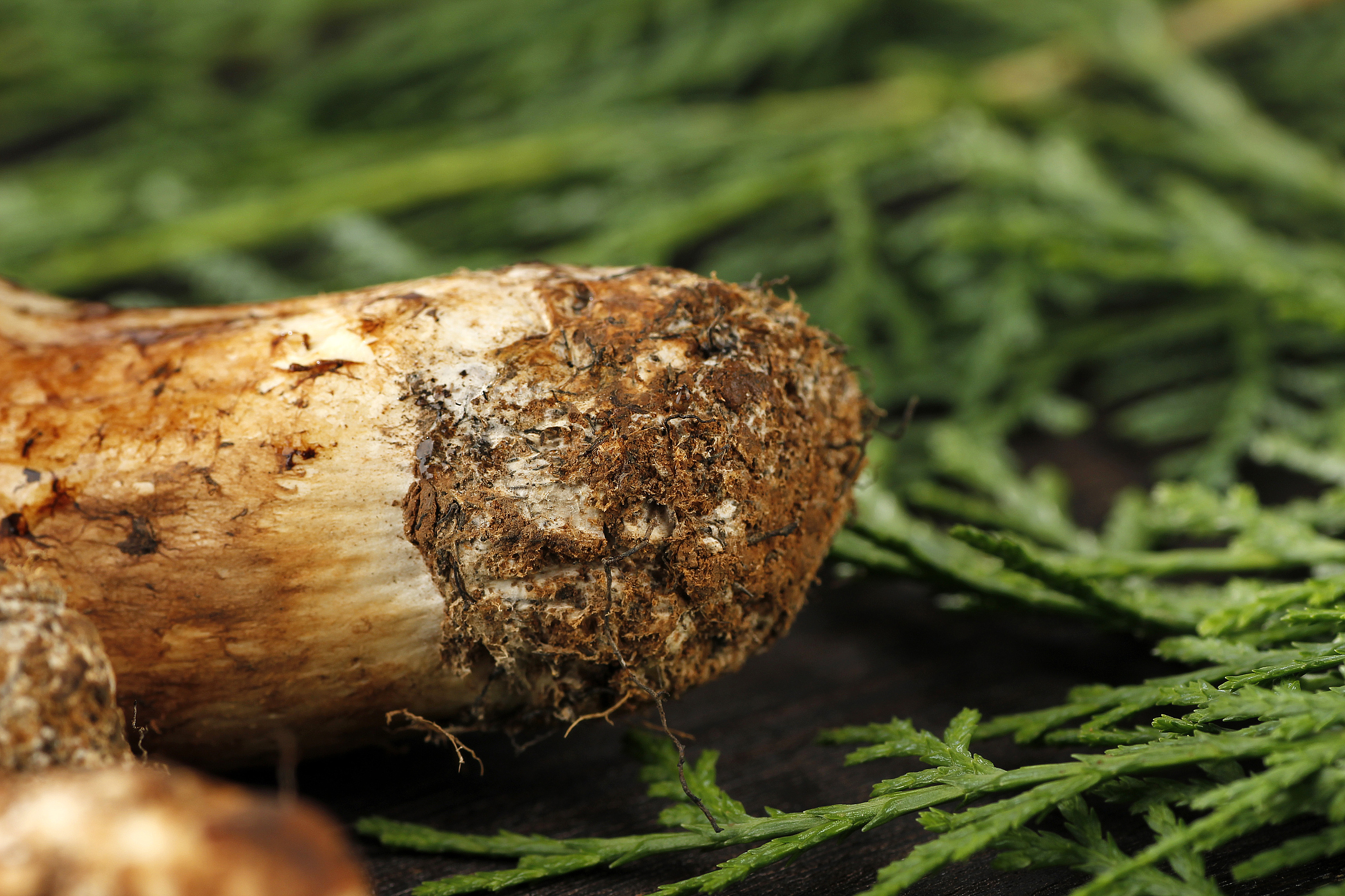 松茸丨淘宝产品拍摄丨"菌中之王"