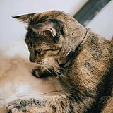 Mizro_的头像