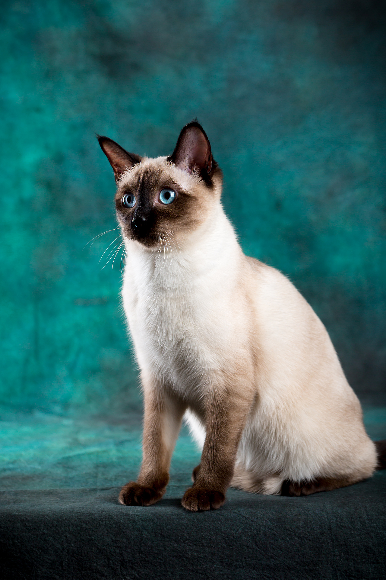 一只暹罗的个人秀 - 原创作品 - 站酷(zcool)