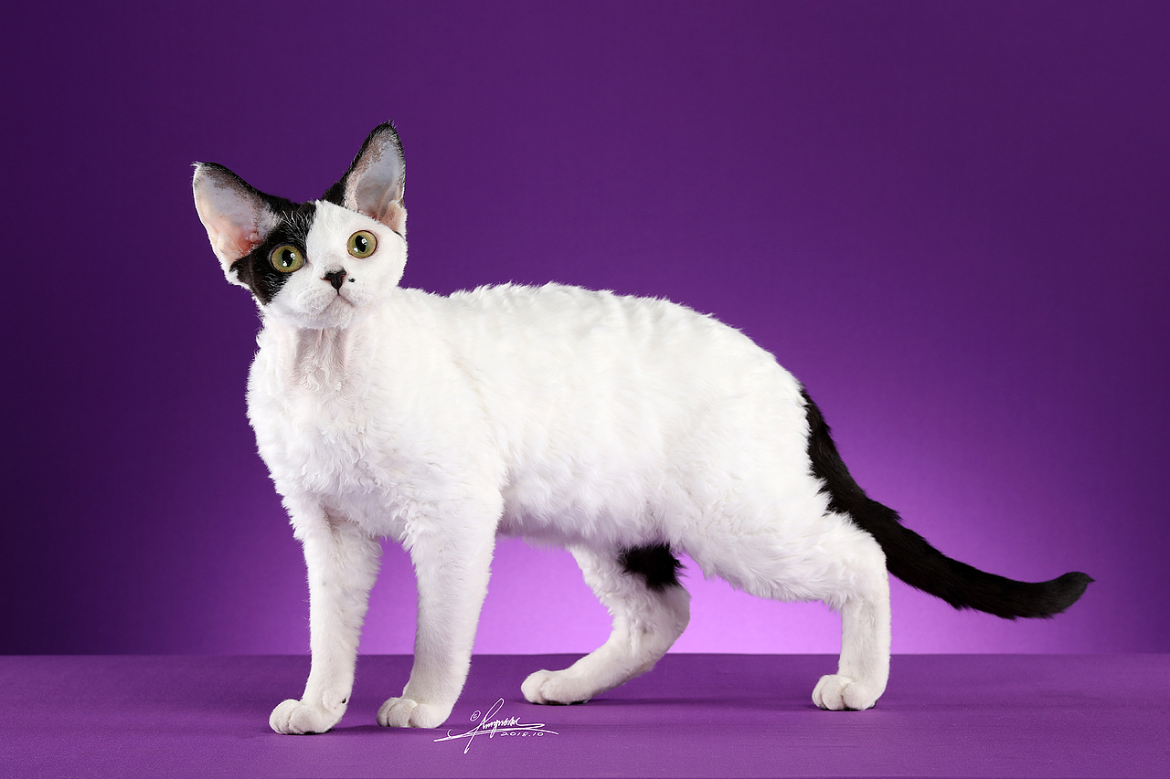 猫摄影猫咪赛级猫品种猫猫创作时间2019/07/25添加表情喜欢ta的作品