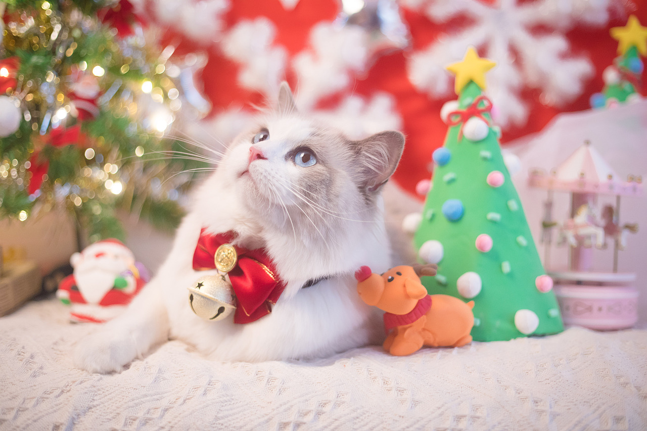 圣诞小火火（图ZMTAwODA1MzEy） - 宠物摄影 - 站酷设计师懒惰的胡奇奇原创素材 - 站酷ZCOOL